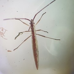 Leptocorisini
