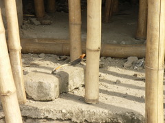 Agama