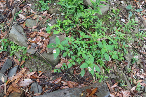 Impatiens flemingii, photograph 4