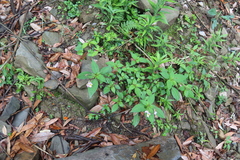Impatiens flemingii, photograph Edmundas Greimas, CC BY, iNaturalist via GBIF