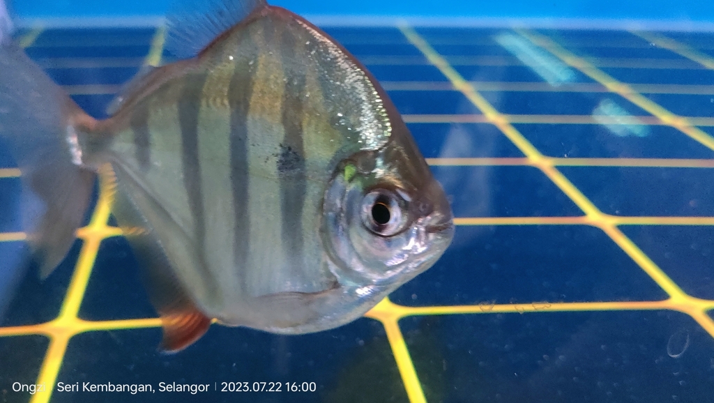 Striped Metynnis