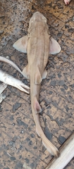 Grey Bamboo Shark photo 3