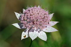Astrantia maxima