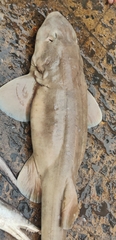 Grey Bamboo Shark photo 4