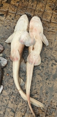 Grey Bamboo Shark photo 5