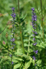 Asyneuma campanuloides