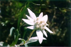 Leontopodium palibinianum