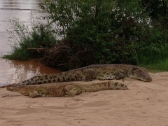 Crocodylus niloticus africanus