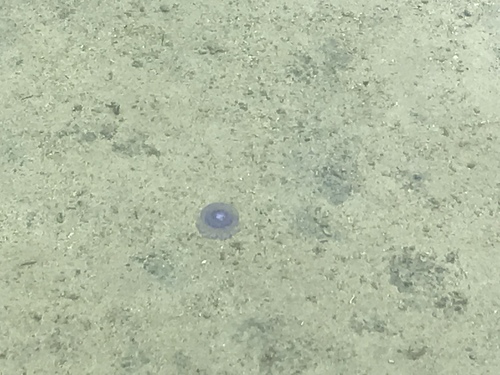 Cepheidae