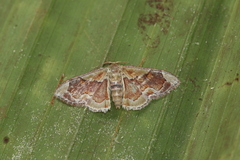 Image of Leptostales delila