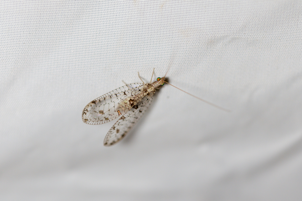 Suarius tigridis