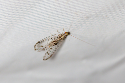 Suarius tigridis