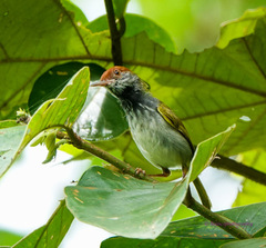 Orthotomus atrogularis