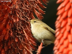 Phylloscopus collybita