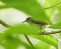 Orthotomus atrogularis