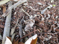 Cornutiplusia circumflexa