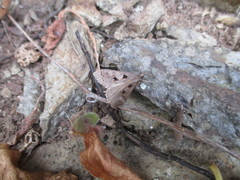Mecyna asinalis