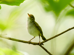 Orthotomus atrogularis