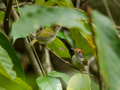 Orthotomus atrogularis