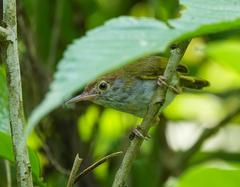 Orthotomus atrogularis