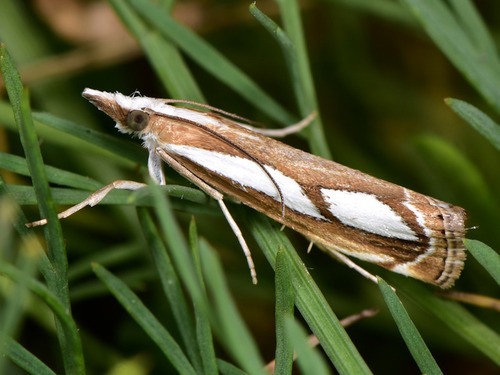 Catoptria mytilella Hübner