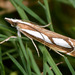 Catoptria mytilella - Photo (c) Paolo Mazzei, some rights reserved (CC BY-NC), uploaded by Paolo Mazzei