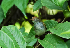 Orthotomus atrogularis