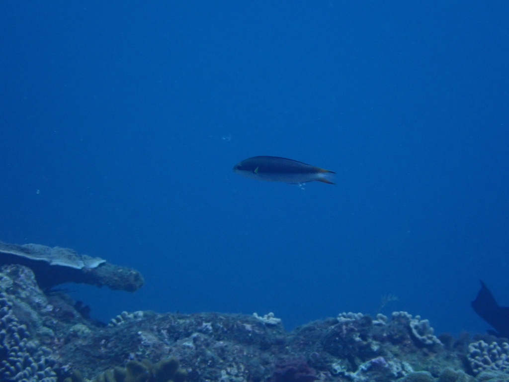 Bluntheaded wrasse