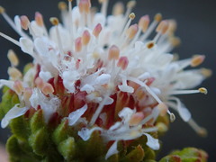 Agathosma geniculata