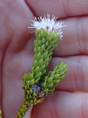 Agathosma geniculata