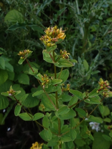 Peterwort (Hypericum tetrapterum)