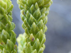 Agathosma geniculata