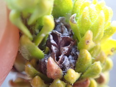 Agathosma geniculata