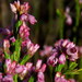 Purpletip Heath - Photo (c) Gigi Laidler, some rights reserved (CC BY-NC), uploaded by Gigi Laidler