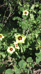 Hibiscus calyphyllus