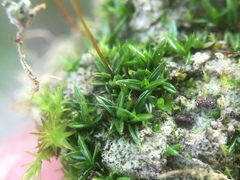 Aloina aloides