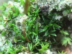 Aloina aloides