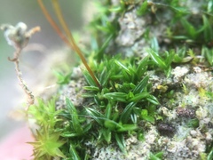 Aloina aloides