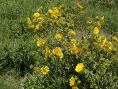 Berkheya macrocephala