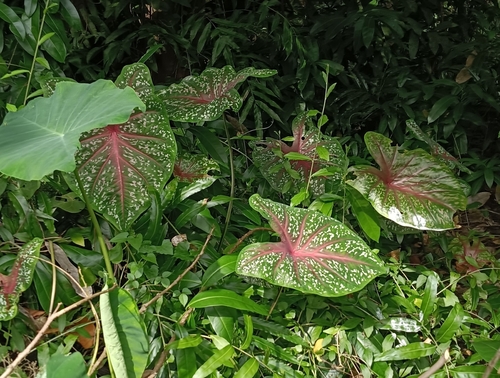 Caladium bicolor