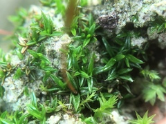 Aloina aloides