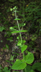 Scrophularia vernalis