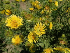 Berkheya macrocephala