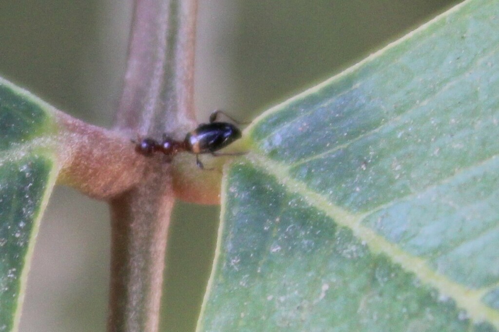 Anthelephila from נשר, ישראל on July 22, 2023 at 1036 AM by yelena