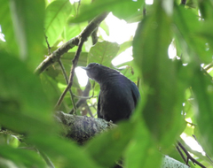 Surniculus dicruroides