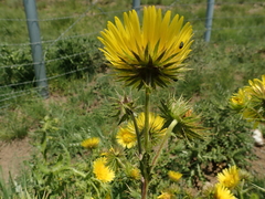 Berkheya macrocephala