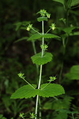 Scrophularia vernalis