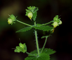 Scrophularia vernalis