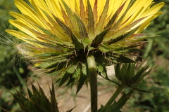 Berkheya macrocephala