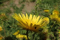 Berkheya macrocephala